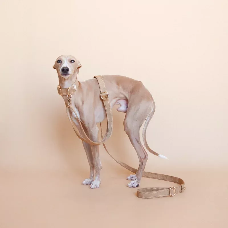 YKSI // crossbody leash