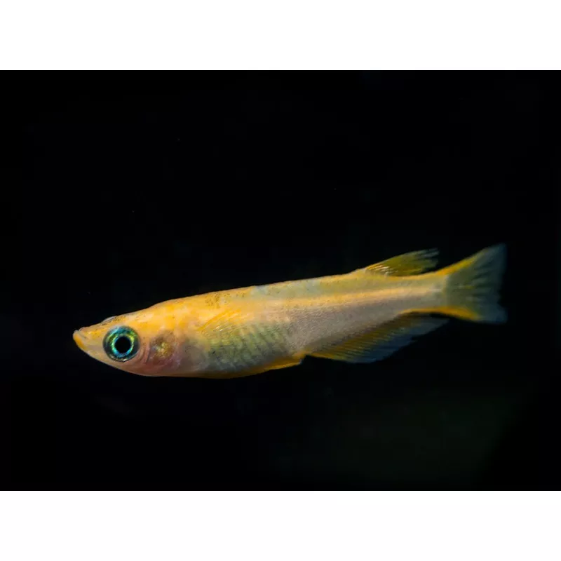 Youkihi Medaka Orange Ricefish aka Japanese Ricefish/Killifish (Oryzias latipes var. “Youkihi”), Tank-Bred