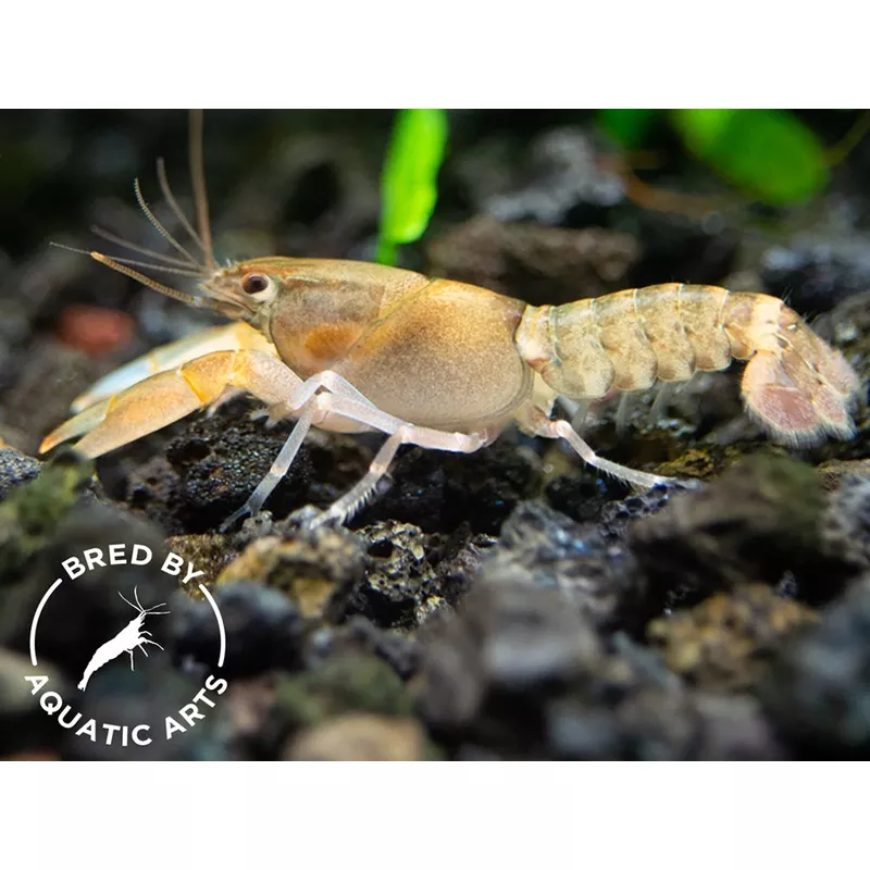 Zebra Crayfish (Cherax peknyi), BREDBY: Aquatic Arts