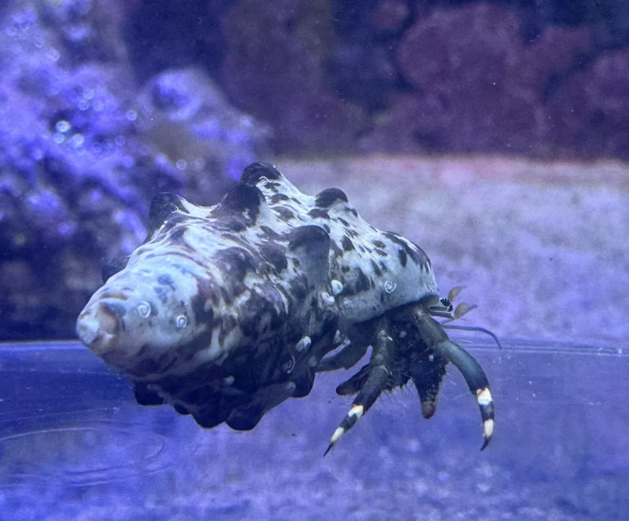 Zebra Hermit Crab